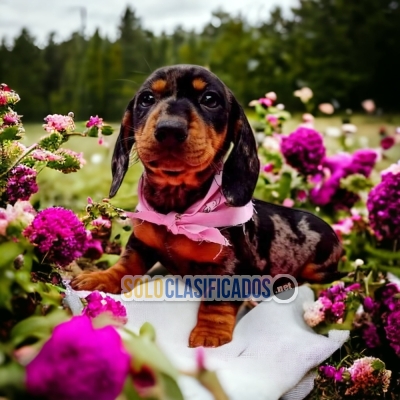 VENTAS DE HERMOSOS CACHORROS DE  SALCHICHA ARLEQUIN... 