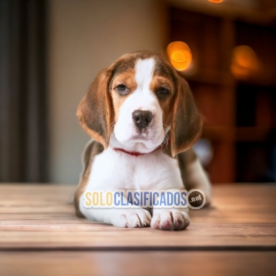 HAIRY BEAGLE POKET AMERICANO  FOR FAMILY... 