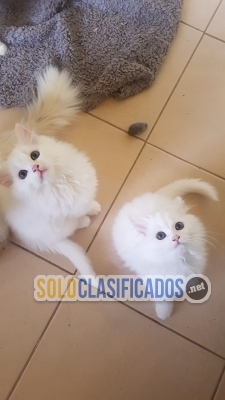 cute Persian kittens for sale 2 girls 2 boys... 