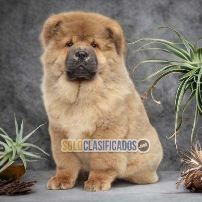 6ADORABLE CHOW CHOW... 