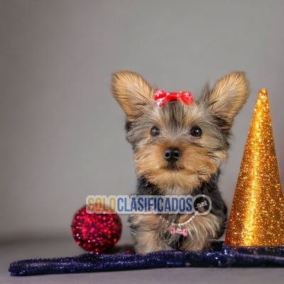 YORKSHIRE TERRIER  Con las mejores condiciones del mercado... 