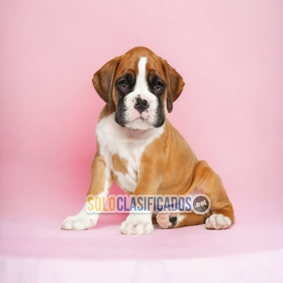BEAUTIFUL BOXER PUPPY FOR SALE... 