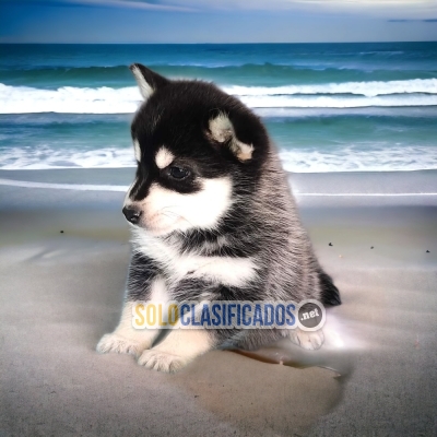 ALASKA MALAMUTE... 