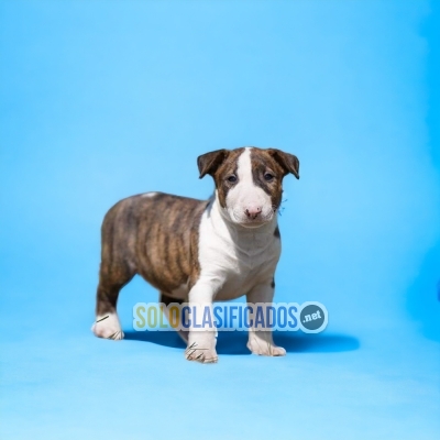 DISPONIBLES BULL TERRIER / AVAILABLE BULL TERRIER... 