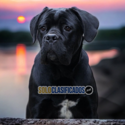 CANE CORSO    IT WILL BE YOUR COMPANION AND BEST COMPANY FROM NOW... 