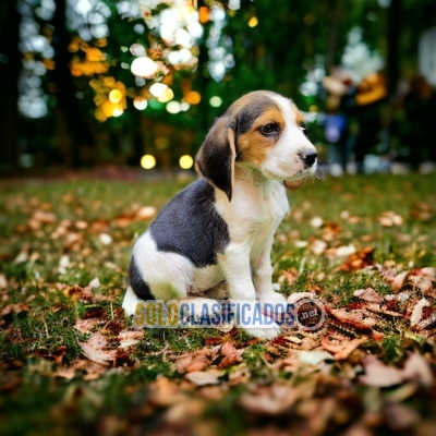 BEAGLE HARRIER PUPPIES... 