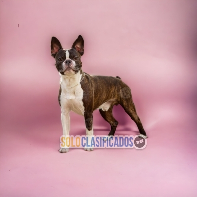 01BOSTON TERRIER... 