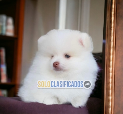 Hermosos cachorros disponibles POMERANIA con las mejores condicio... 