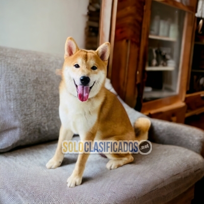Beautiful puppies AKITA INU Japones available with the best marke... 