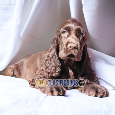 COCKER SPANIEL INGLÉS... 