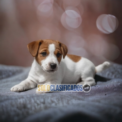 JACK RUSSEL DISPONIBLE/AVAILABLE... 