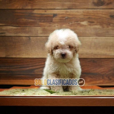 2CACHORRO FRENCH POODLE CHOCOLATE  DISPONIBLE... 