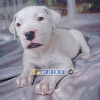 PUPPY ENTERS DOGO ARGENTINO... 