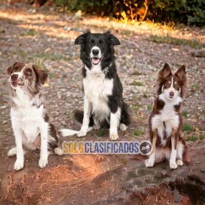 Border Collie Normal Y Exotico Estupendos Cachorros... 