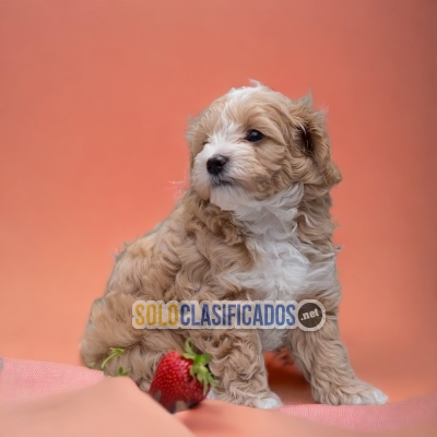 BEAUTIFUL PUPPIES BICHON HABANERO... 