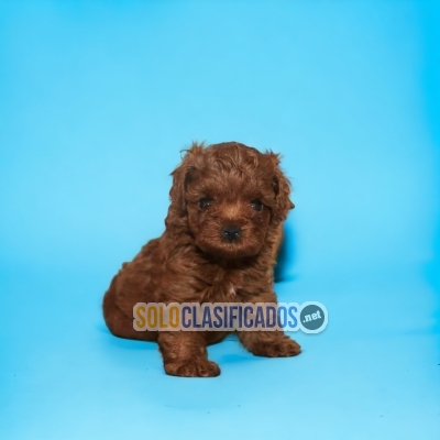 Hermoso French Poodle Red... 