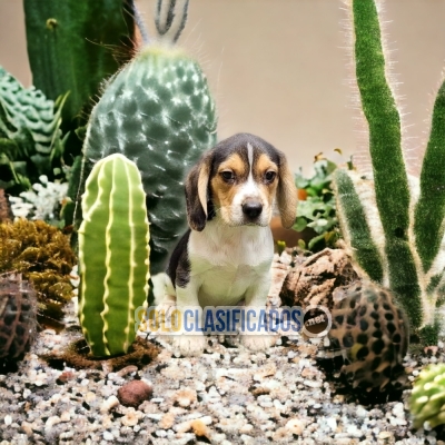 Unicos Y Bellos Cachorros Beagle Harrier... 