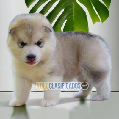 ALASKAN MALAMUTE            IT WILL BE YOUR COMPANION AND BEST CO... 