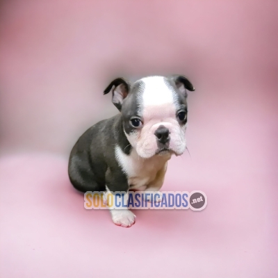 LINDOS CACHORROS BOSTON TERRIER... 