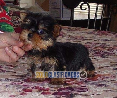 Cachorros Yorkie Terrier en adopcion... 