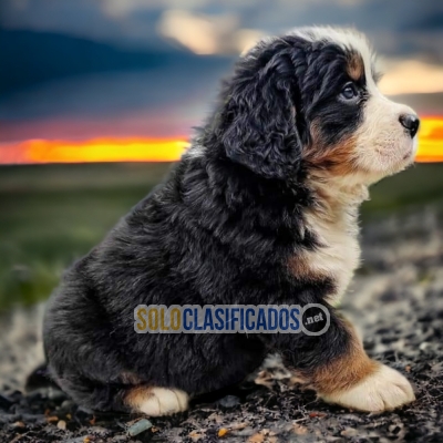 Bernese Mountain Dog Unique Puppies Just for You... 