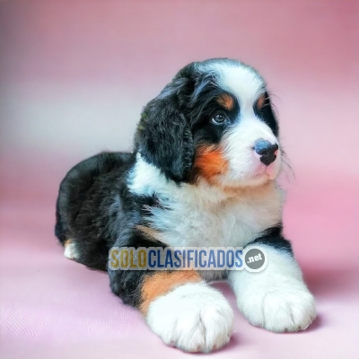 Elegant and cute Bernese Mountain Dog... 