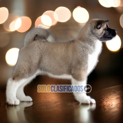 AKITA AMERICANO A FURRY FOR YOUR HOME... 