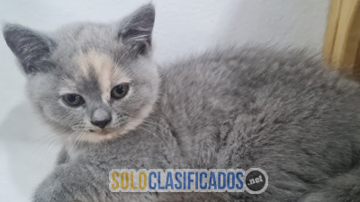 ¡Gatitos que buscan un hogar amoroso! Estos gatitos juguetones sa...