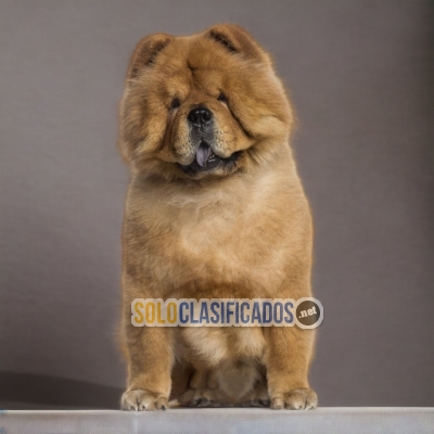 Chow Chow Unicos Y Esponjosos Cachorros... 