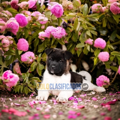 Puppies available: American Akita... 