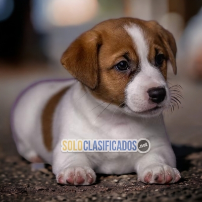 CUTE JACK RUSSEL PUPPY FOR SALE... 