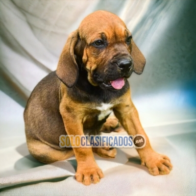 FILA BRASILEÑO               IT WILL BE YOUR COMPANION AND BEST C... 