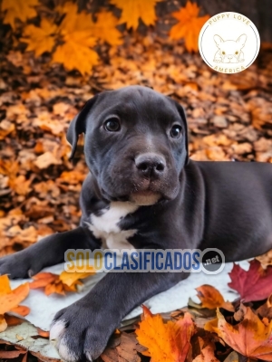 Perro raza Pitbull fortalecidos para tu buen acompañamiento... 