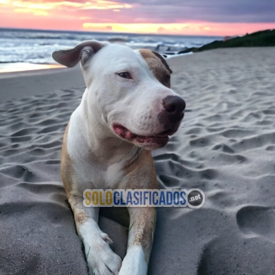 Perro de raza: PITBULL... 