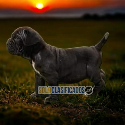 Beautiful puppies available CANE CORSO with the best market condi... 