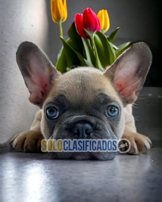 Lovely and freandly French Bulldog puppies... 