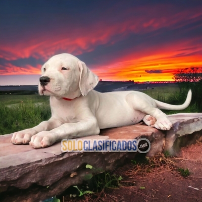 SWEETIE  DOGO ARGENTINO FOR SALE... 