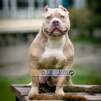 CUTE AMERICAN BULLY M PUPPY FOR SALE... 