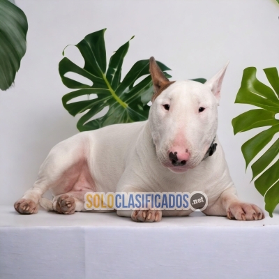 BULL TERRIER       I WILL BE YOUR BEST FAITHFUL FRIEND FROM TODAY... 