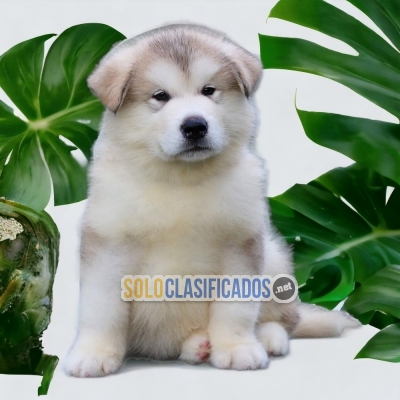 PERROS ALASKAN MALAMUTE DISPONIBLE... 