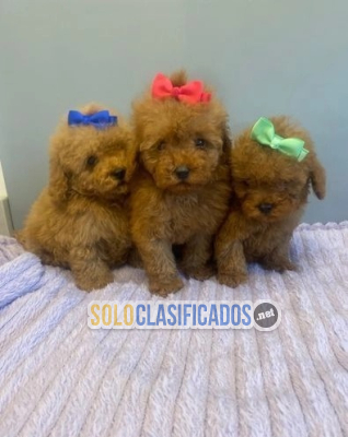 Regalo Cachorros de Caniche impresionantes(+34603172403)...
