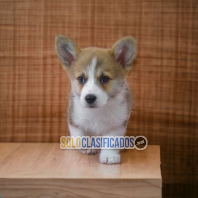 Admirables Cachorros Corgi de Pembroke... 