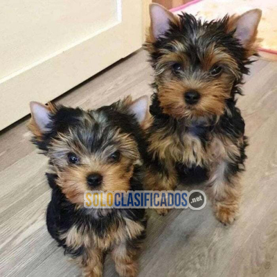 Solo Clasificados - Perro Yorkie mini toy macho y hembra en venta - imagen: 2