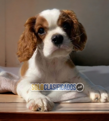 Cavalier King / Cavalier King Disponible... 