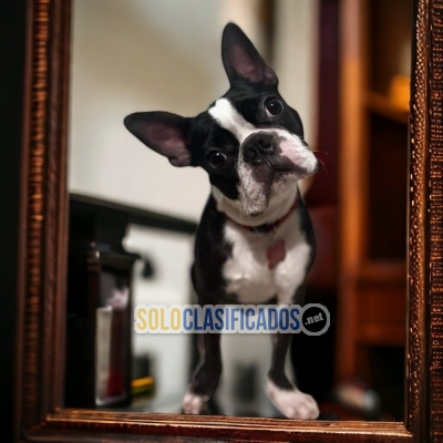 BOSTON TERRIER DR... 