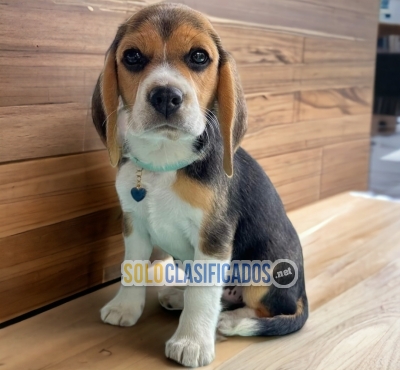 American Beagle Poket... 