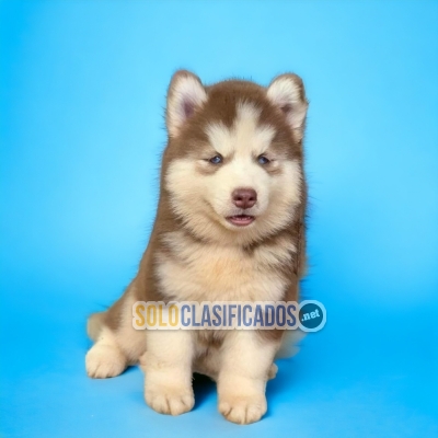 LINDOS ALASKA MALAMUTE... 