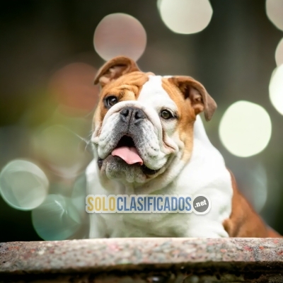 Beautiful puppies available: English Bulldog... 