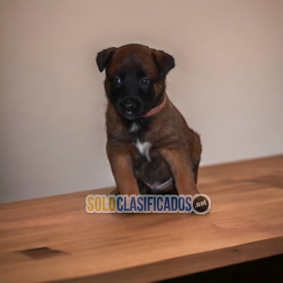 DISPONIBLES / AVAILABLE PASTOR BELGA MALINOIS... 