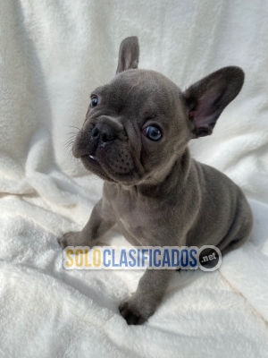 Adorable French Bulldog puppies Now  Available... 